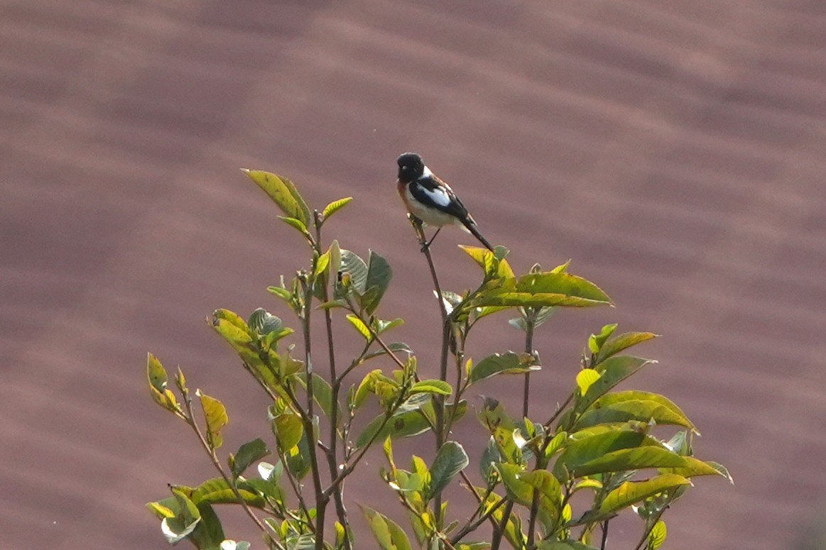 Siberian Stonechat - ML620889494