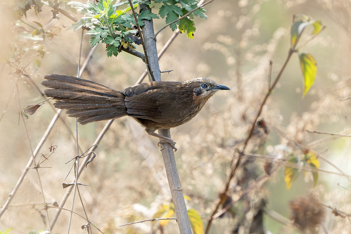 Spiny Babbler - Daniel López-Velasco | Ornis Birding Expeditions