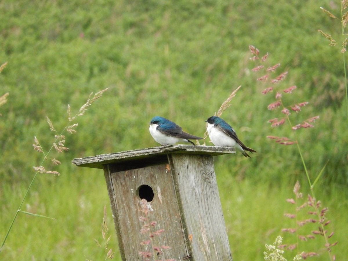 Tree Swallow - ML620889496