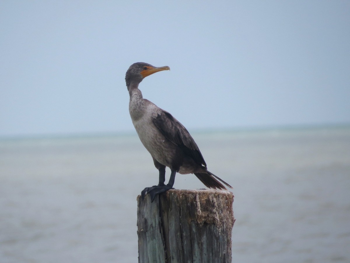 Double-crested Cormorant - ML620889497