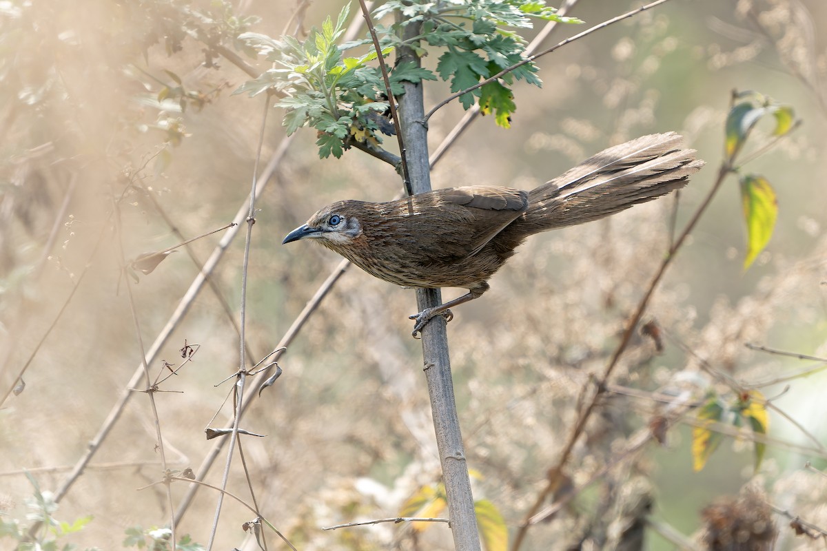 Spiny Babbler - Daniel López-Velasco | Ornis Birding Expeditions