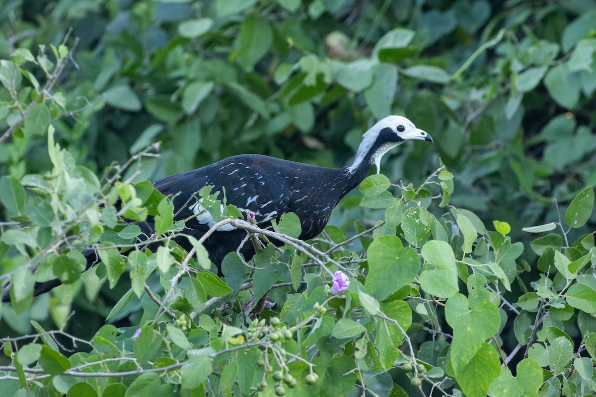 White-throated Piping-Guan - ML620889499