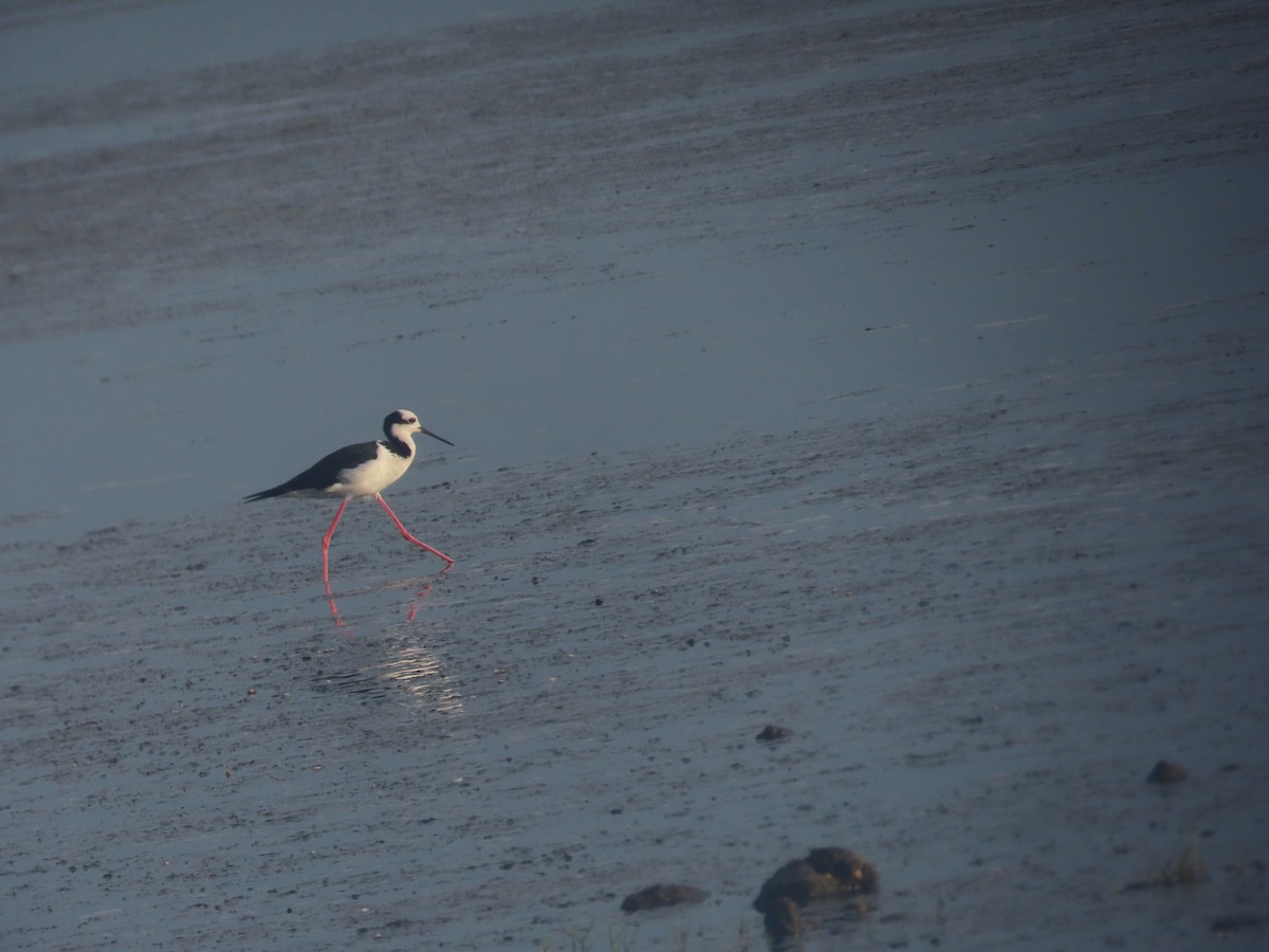 Black-necked Stilt - ML620889500