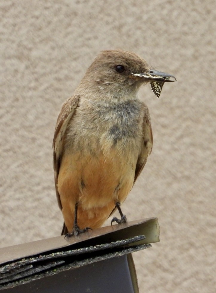 Say's Phoebe - ML620889501