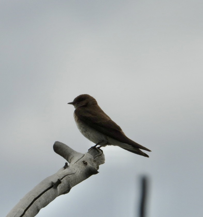 Northern Rough-winged Swallow - ML620889503