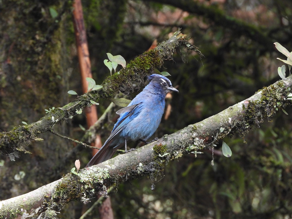 Steller's Jay - ML620889504