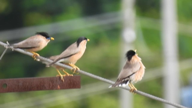 Brahminy Starling - ML620889506