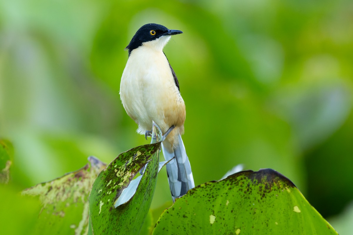 Black-capped Donacobius - ML620889509