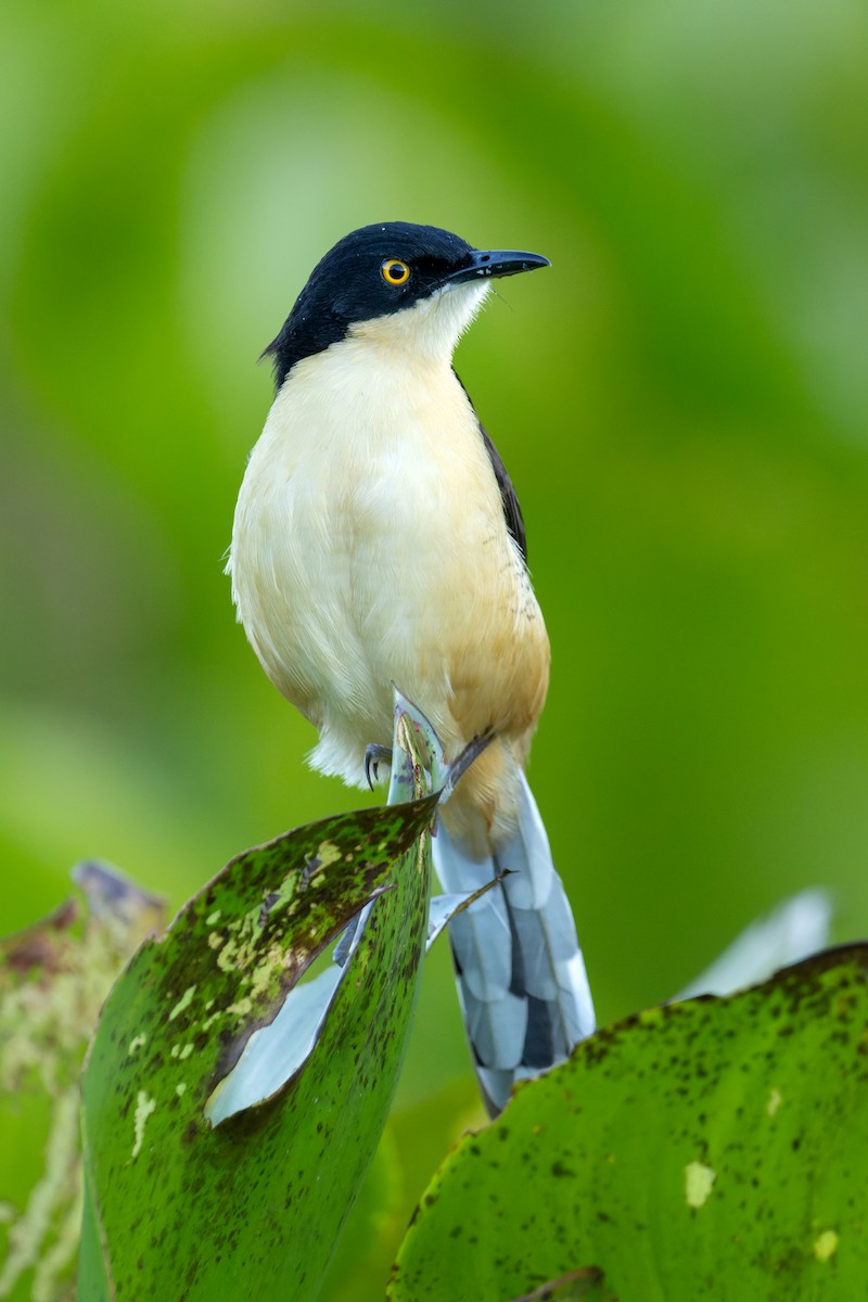 Black-capped Donacobius - ML620889511