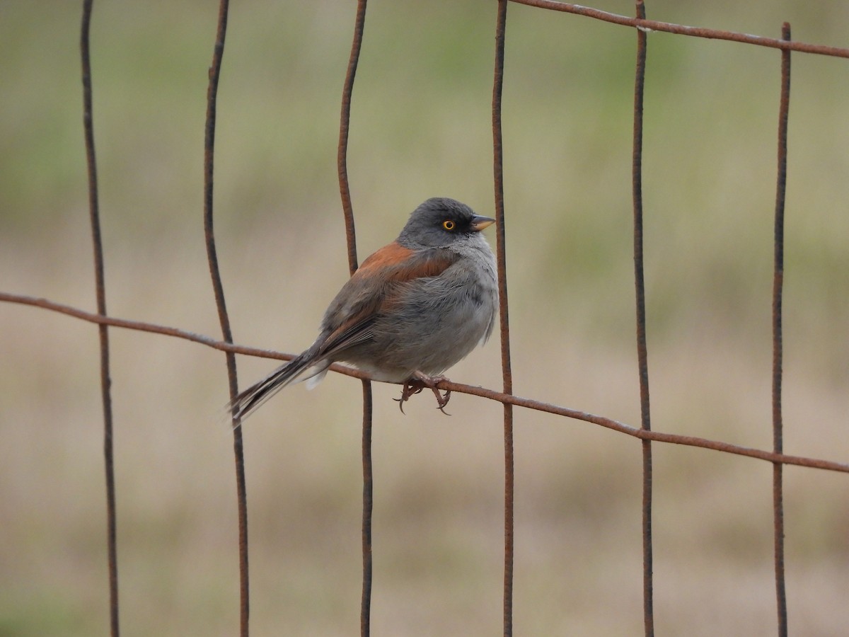 Yellow-eyed Junco - ML620889514