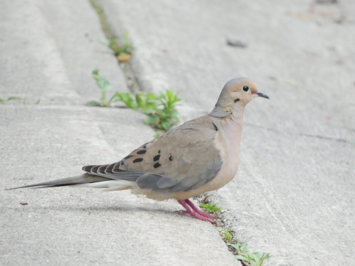 Mourning Dove - ML620889516