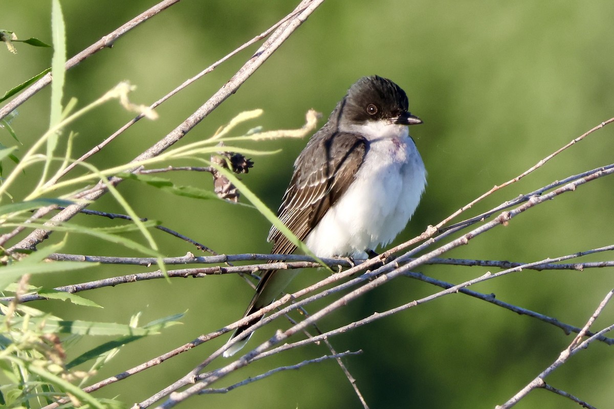 Eastern Kingbird - ML620889529