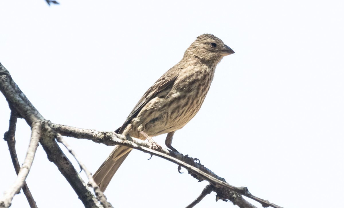 House Finch - ML620889531