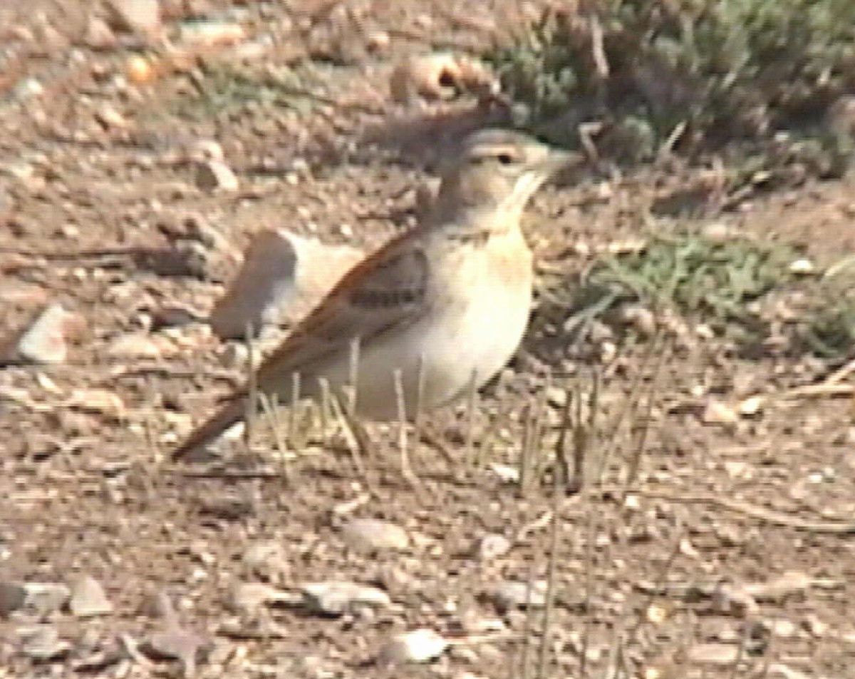 Greater Short-toed Lark - ML620889533