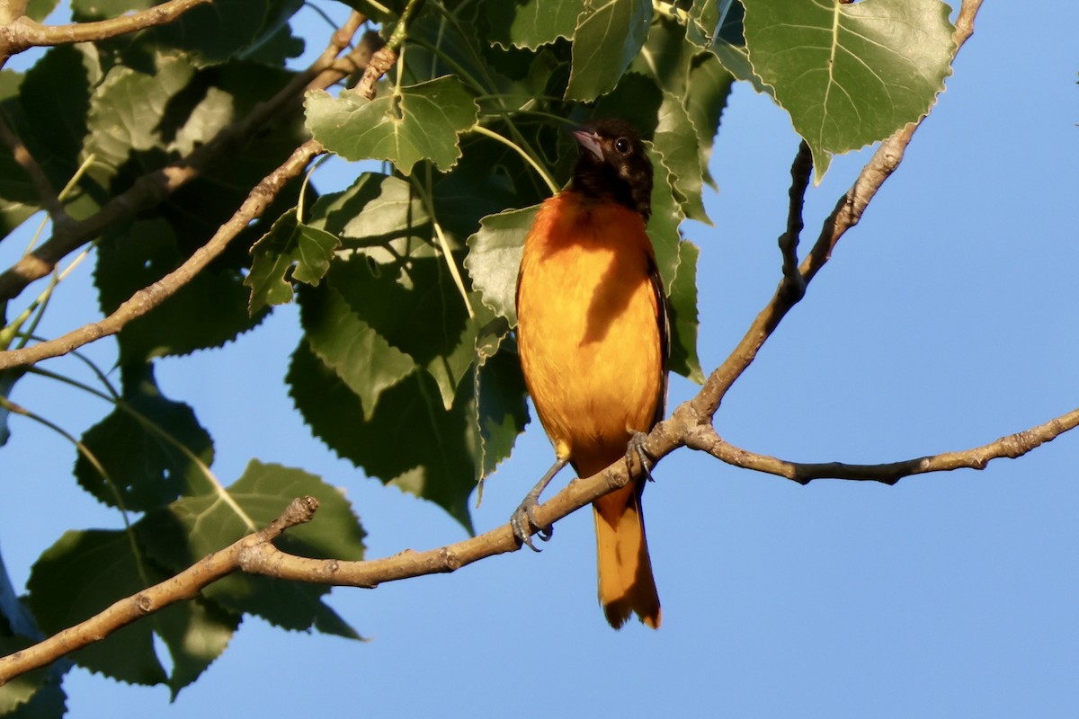 Oriole de Baltimore - ML620889540