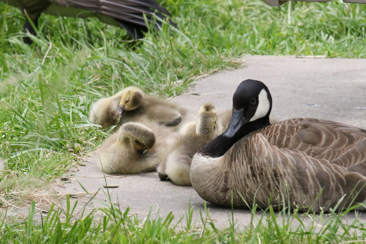 Canada Goose - ML620889542