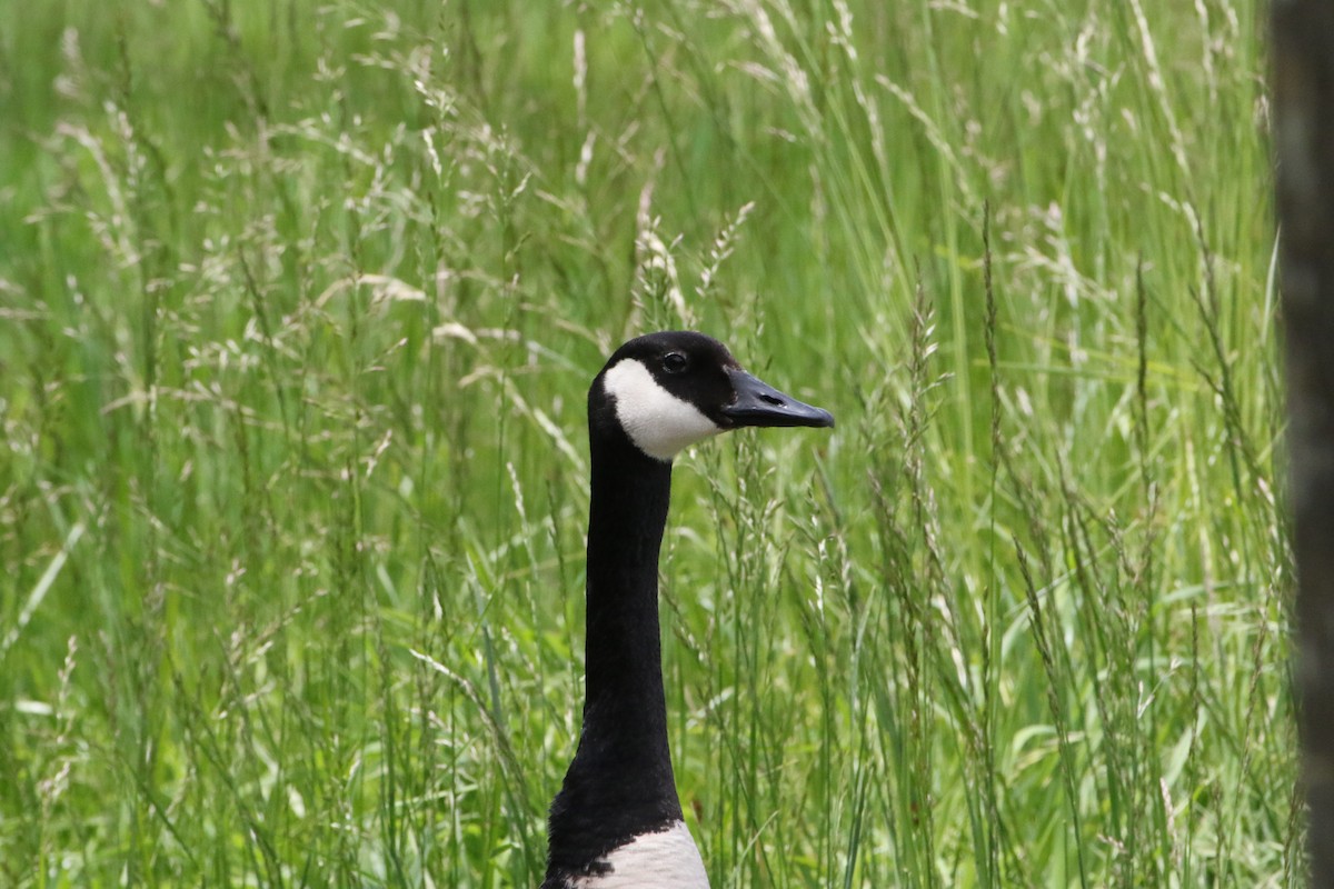 Canada Goose - ML620889543