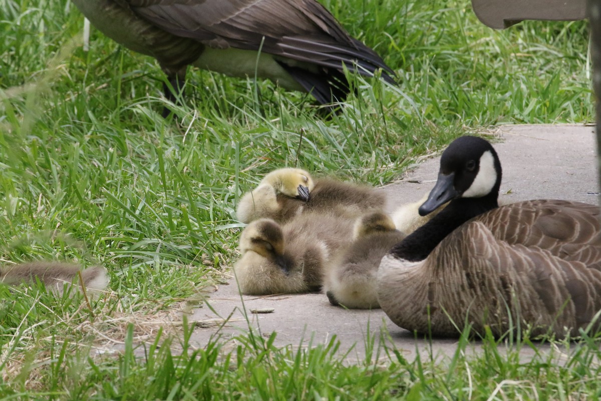 Canada Goose - ML620889544