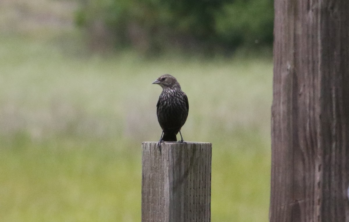 Red-winged Blackbird - ML620889547