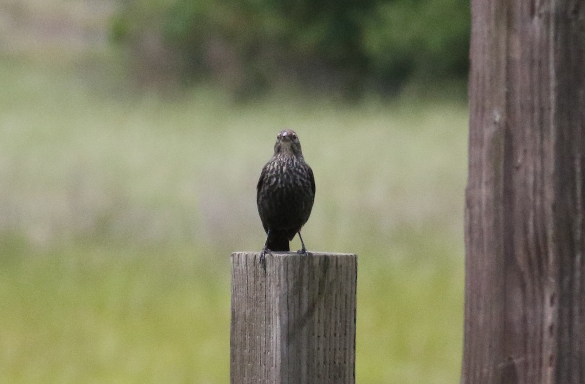 Red-winged Blackbird - ML620889549