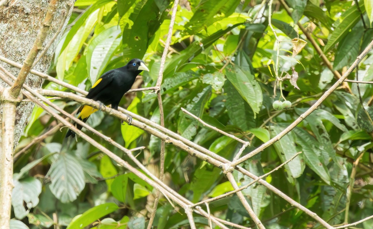 Yellow-rumped Cacique (Amazonian) - ML620889552