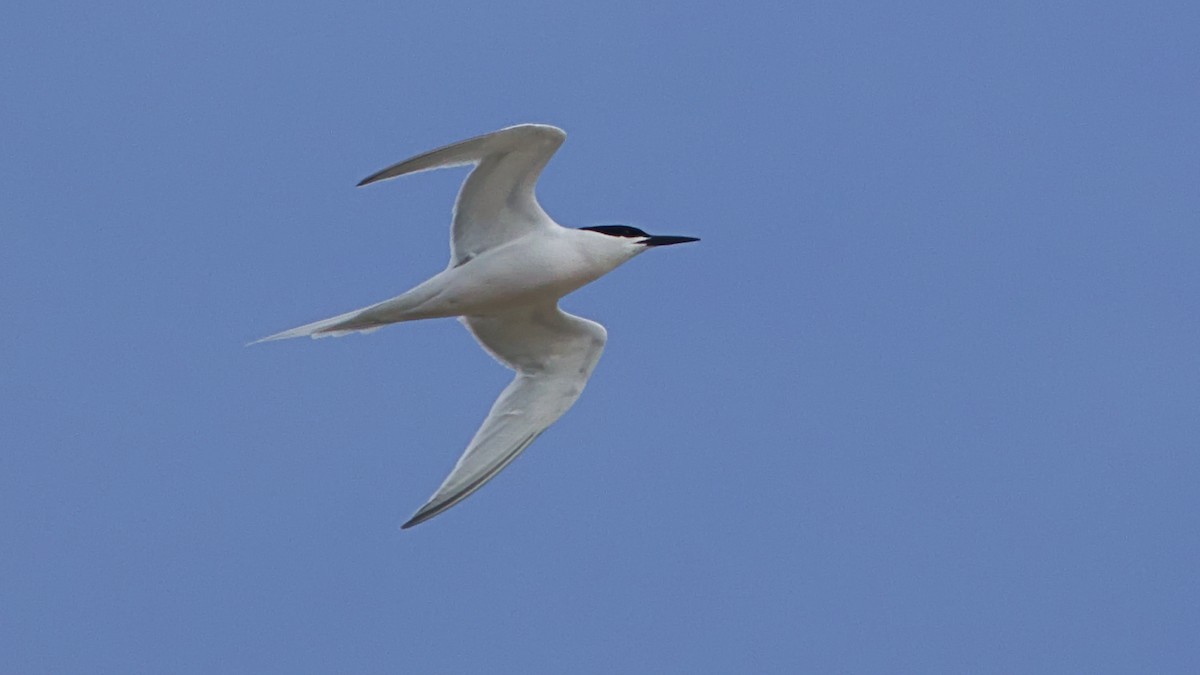 Roseate Tern - ML620889556