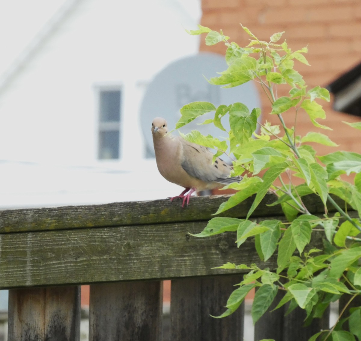 Mourning Dove - ML620889562