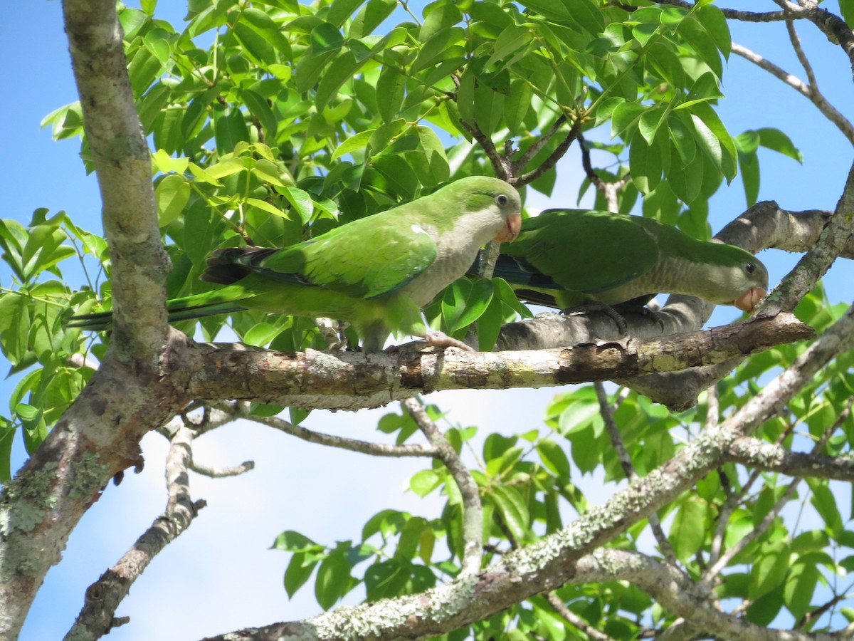 Monk Parakeet - ML620889565