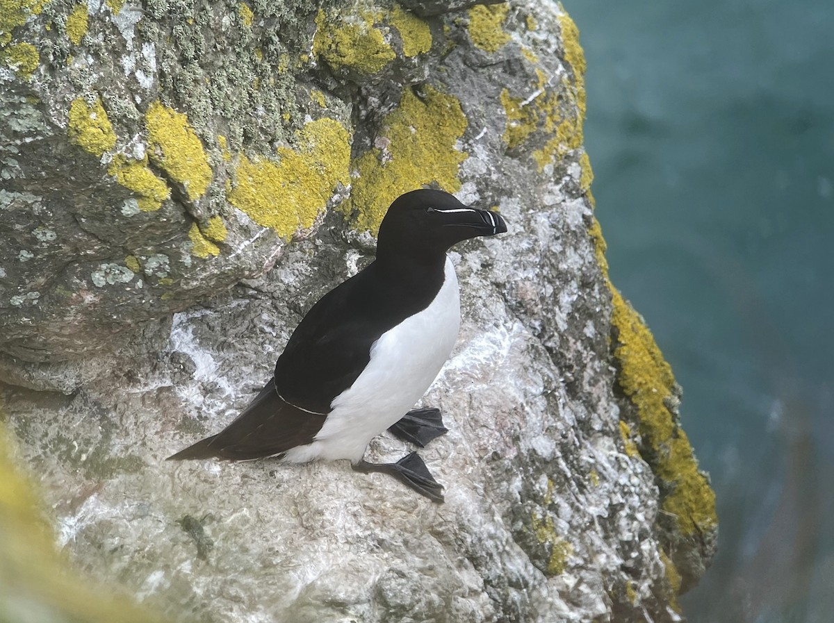 Razorbill - ML620889566