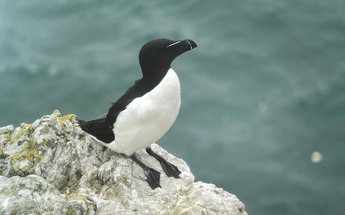 Razorbill - ML620889567