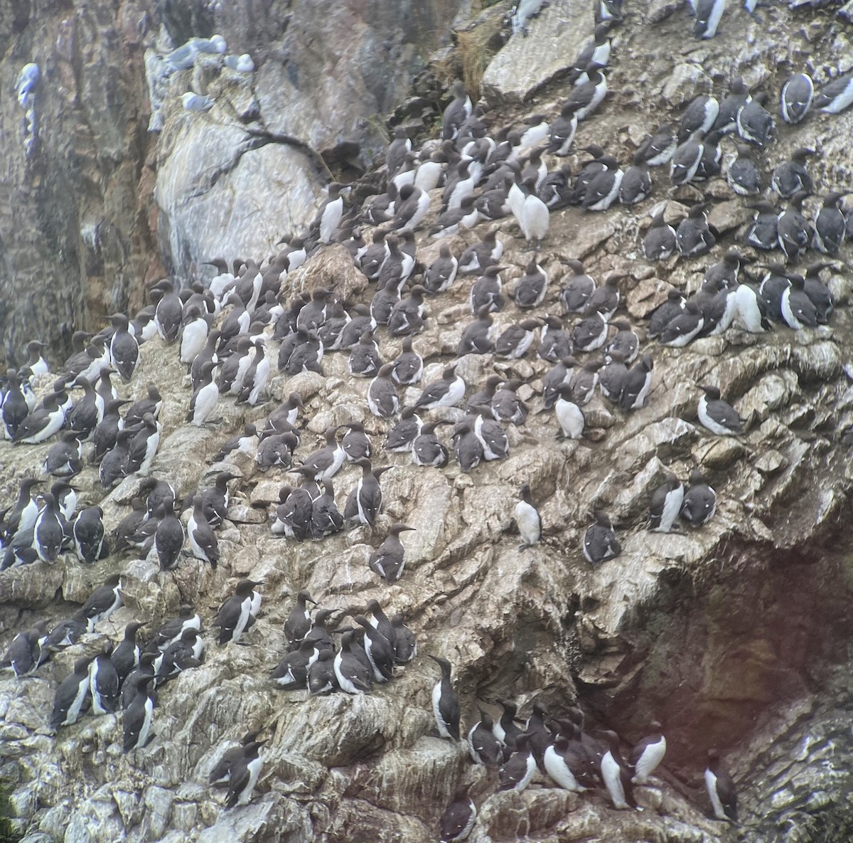 Common Murre - ML620889568