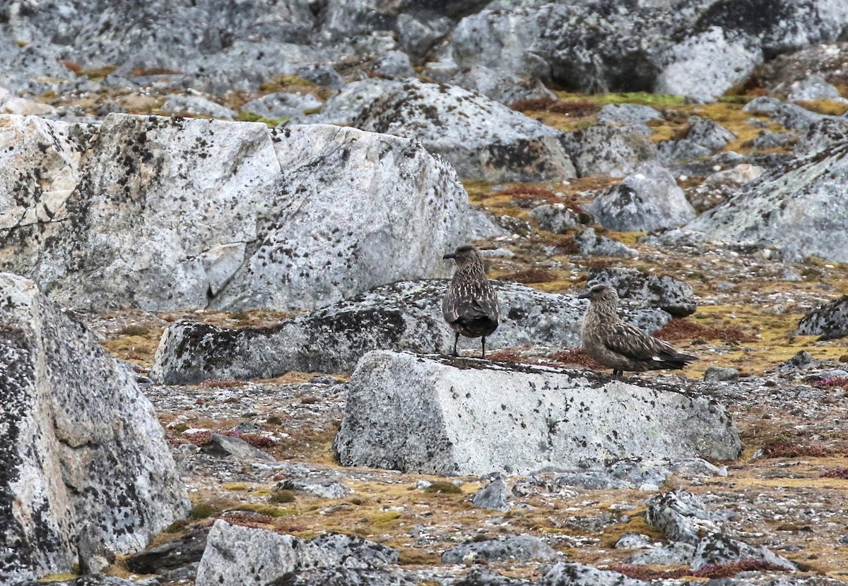 Great Skua - ML620889569