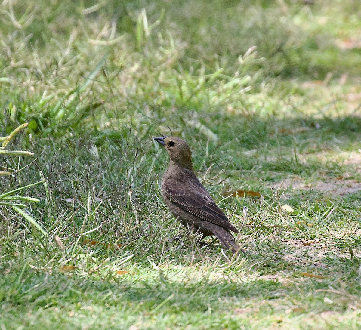 Bronzed Cowbird - ML620889570