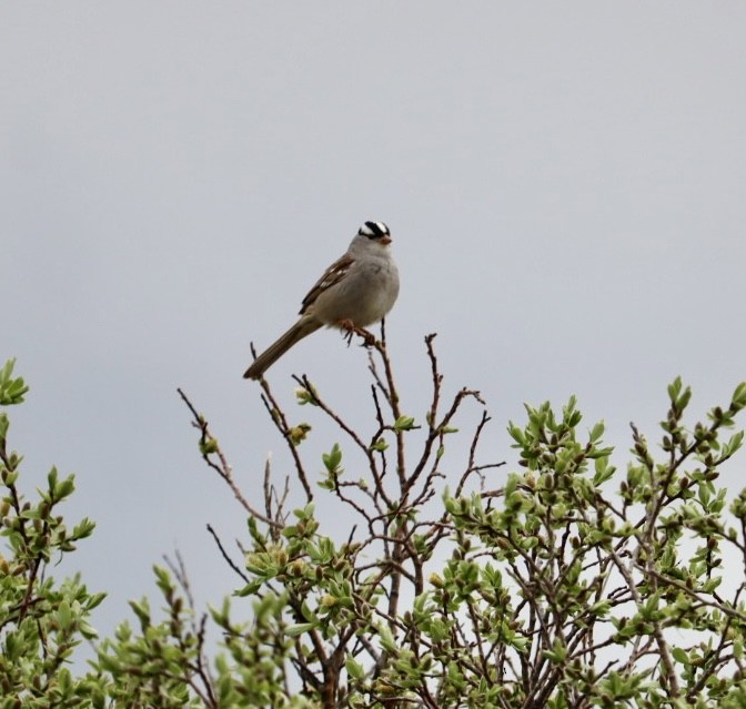 White-crowned Sparrow - ML620889571