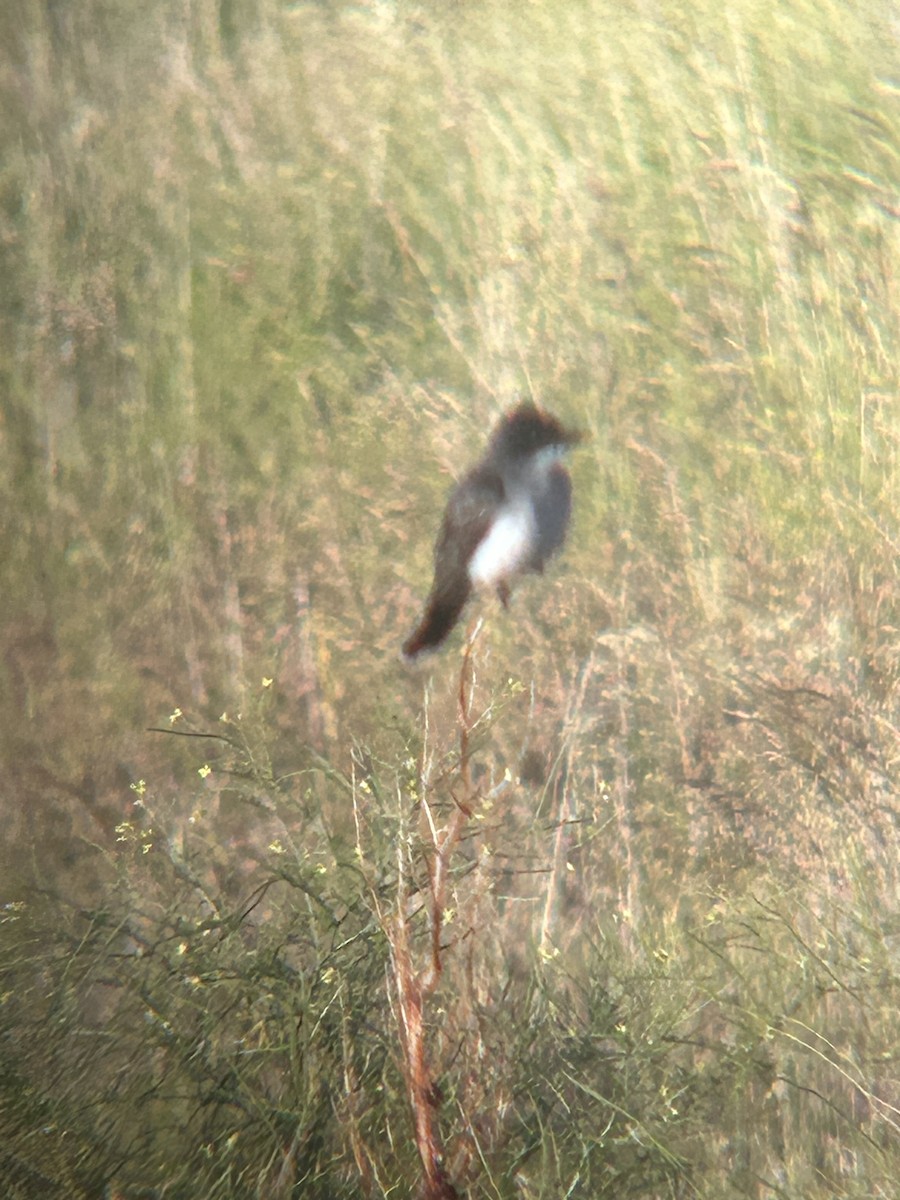 Eastern Kingbird - ML620889573