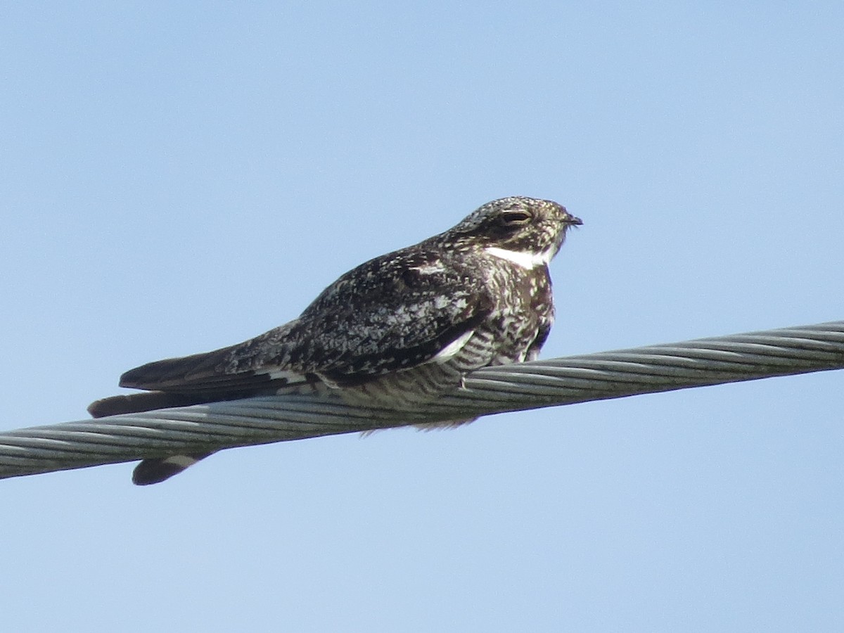 Common Nighthawk - ML620889578