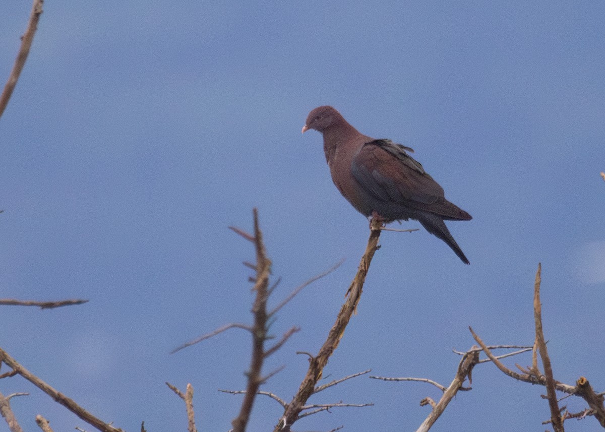 Pigeon à bec rouge - ML620889580