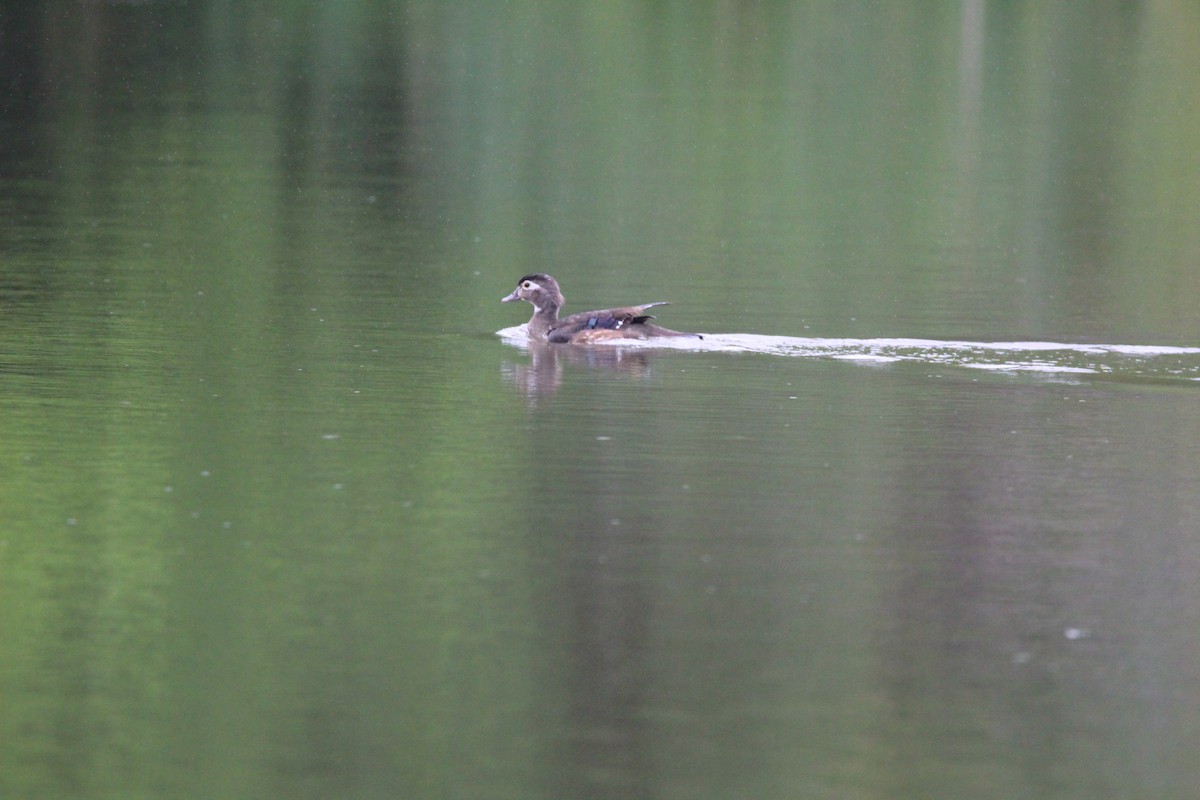 Wood Duck - ML620889581