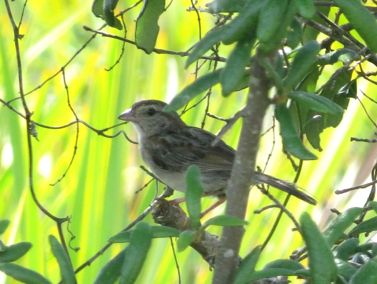 Bachman's Sparrow - ML620889583