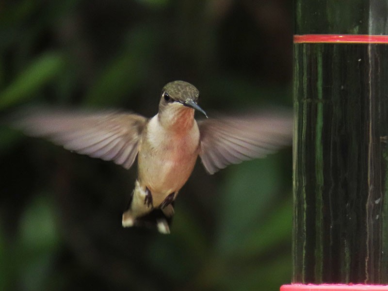 Colibri à gorge rubis - ML620889584