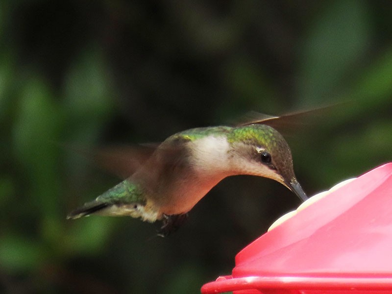 Colibri à gorge rubis - ML620889585