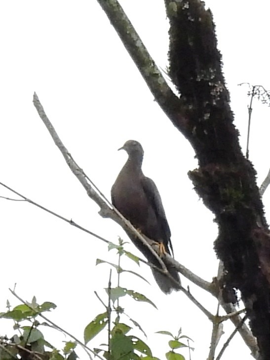 Band-tailed Pigeon - ML620889587