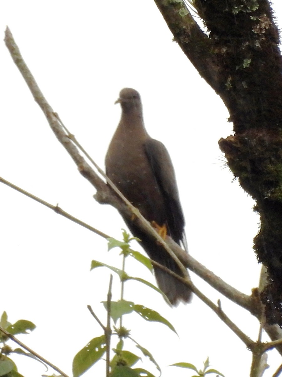 Band-tailed Pigeon - ML620889588