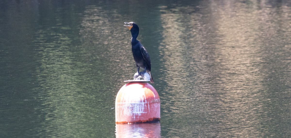 Double-crested Cormorant - ML620889589