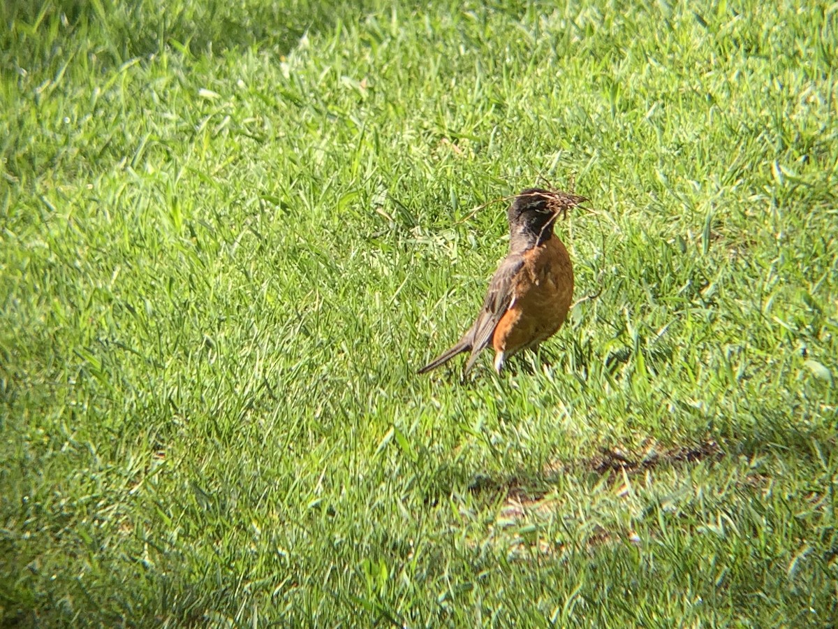 American Robin - ML620889590