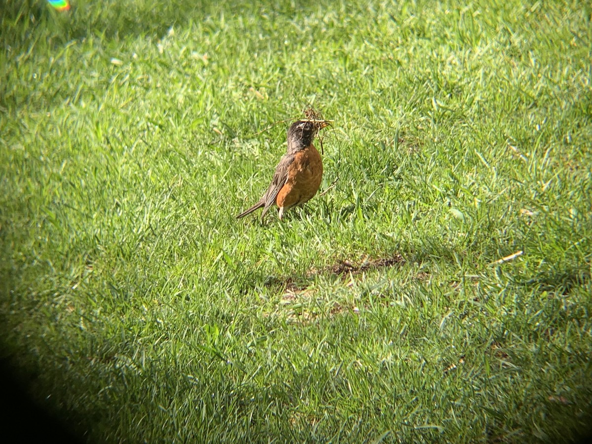 American Robin - ML620889591