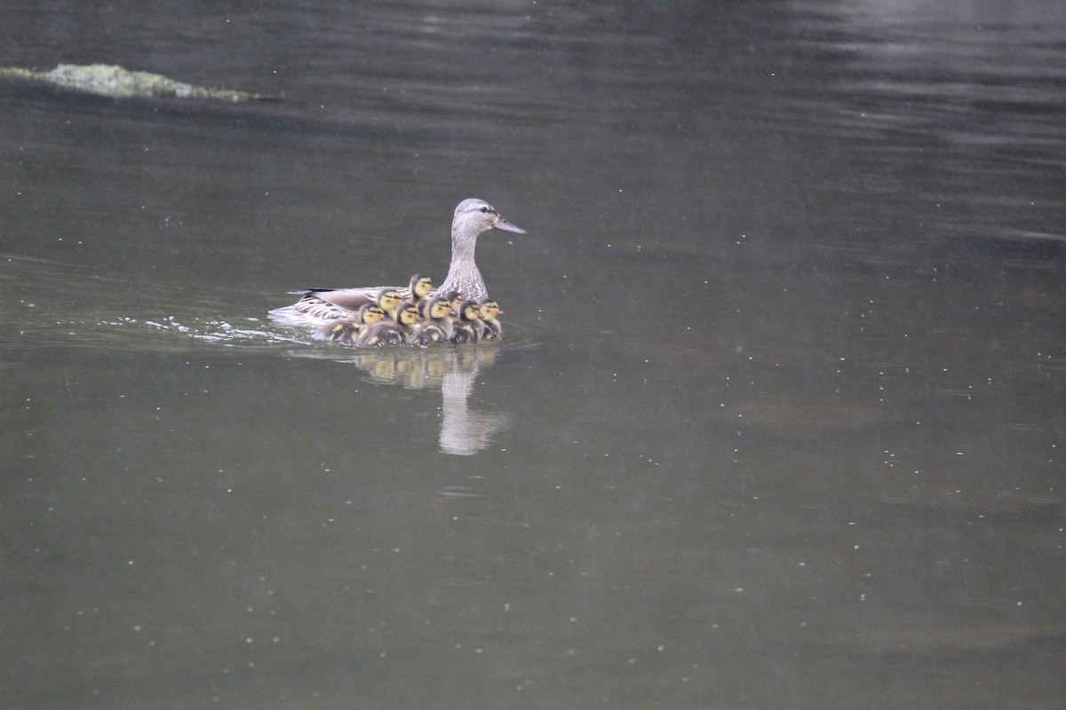 Canard colvert - ML620889593