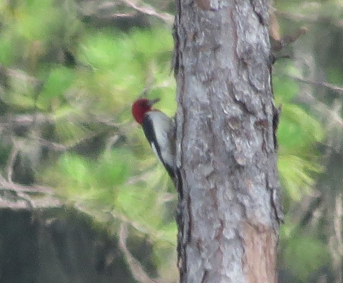 Pic à tête rouge - ML620889596