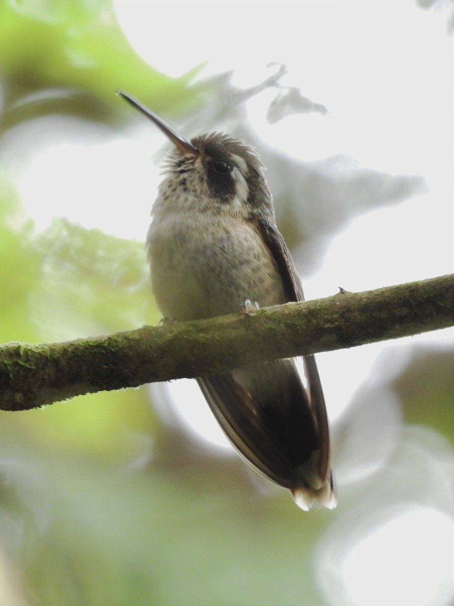 Speckled Hummingbird - ML620889597