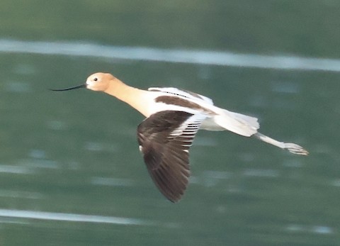 American Avocet - ML620889598